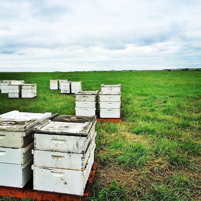 And where there is clover there are honeybees.