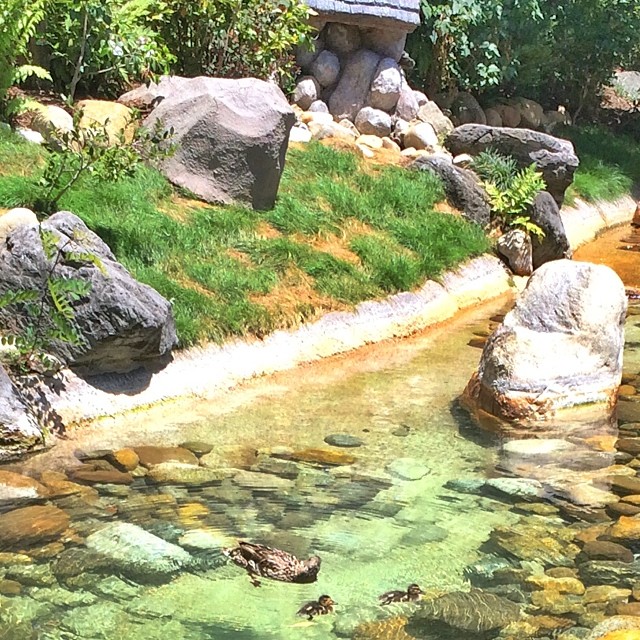 Disney Ducks