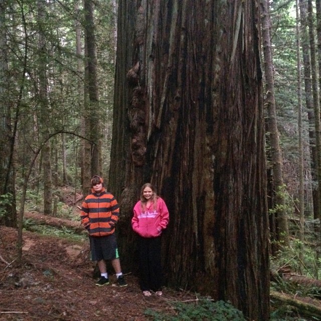 Now that's a BIG tree!