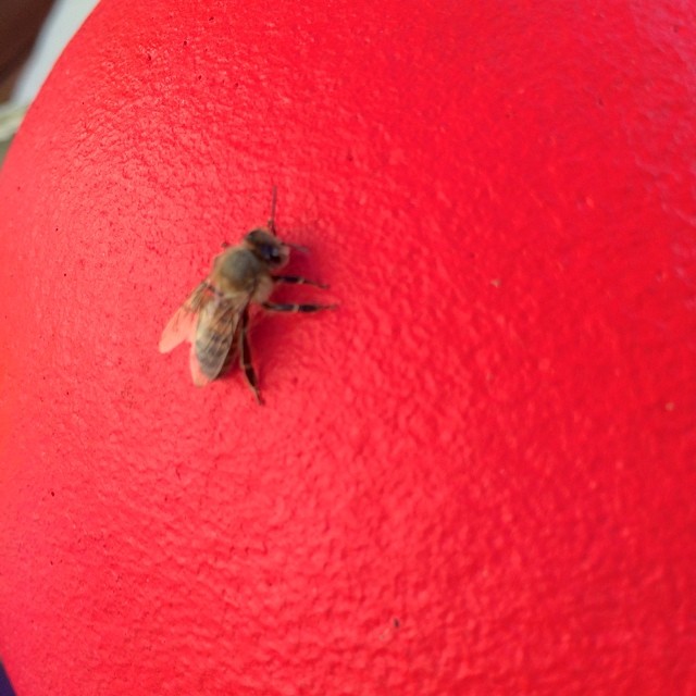 And yes a Malibu Honeybee