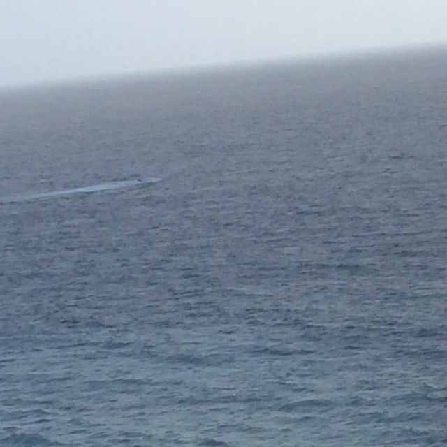 #whale of of northern #california coast. #us101