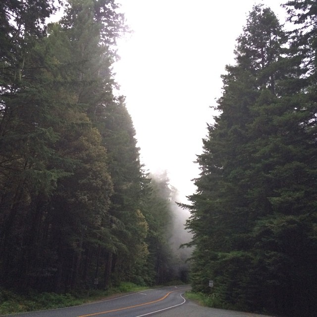 Approaching the Redwoods