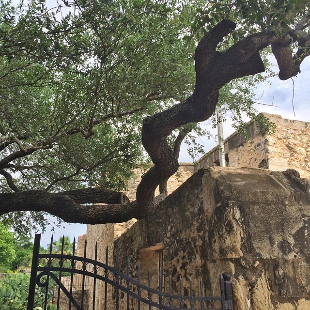 Tree in the center courtyard of the Alamo