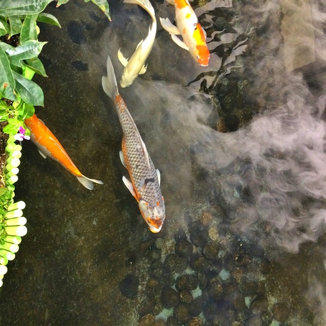 Koi at the Audubon Museum