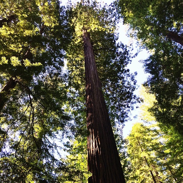 #redwood #redwoods #roadtrip #trees #california