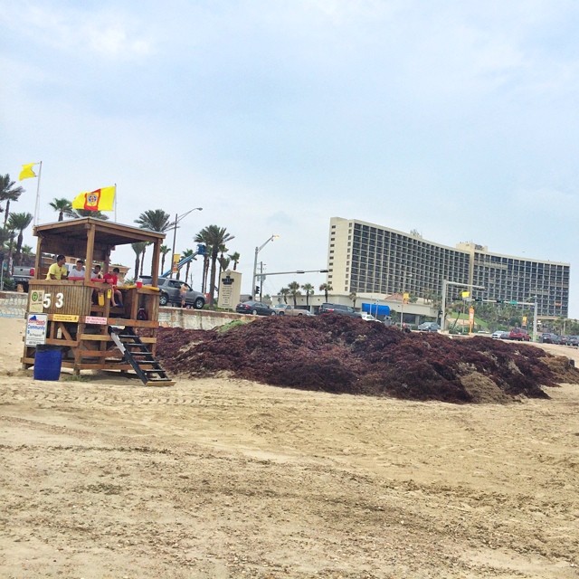 Piles and piles of Texas seaweed