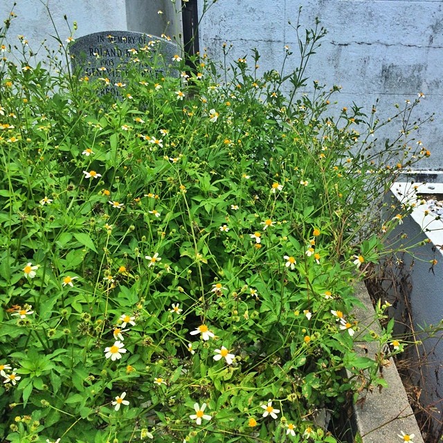 Honeybees of Saint Louis Cemetery