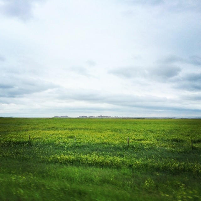 Sweet Yellow Clover of Badlands South Dakota