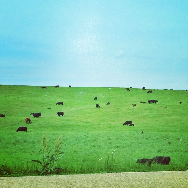 Still Life with Cows