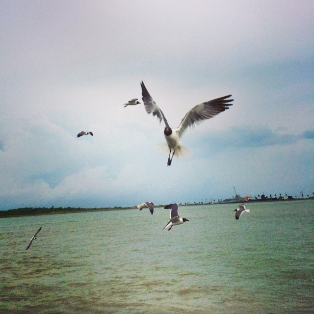 The gulls kept us company as we road across Galveston bay towards Louisiana.