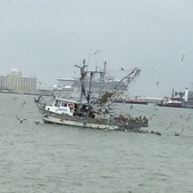 Flock of Seagulls from Ferry in #galveston