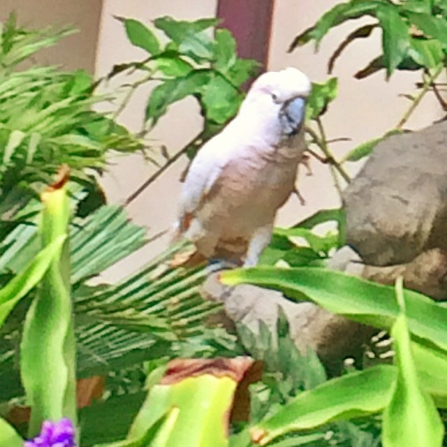 Random White Parrot.