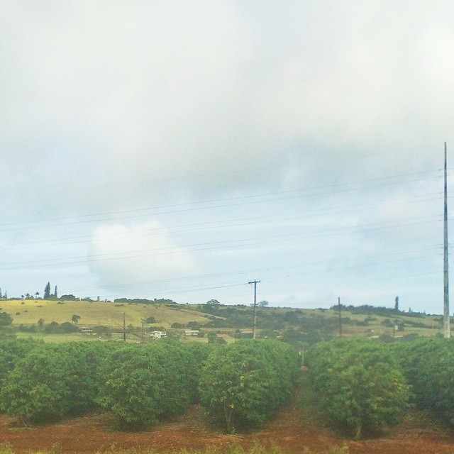 #kauai #coffee growing in the fields.