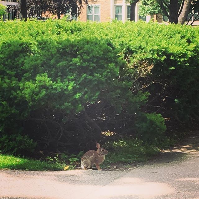 They even have Northwestern Bunnies