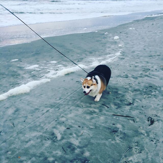 Beach Buddy (first time on the beach)