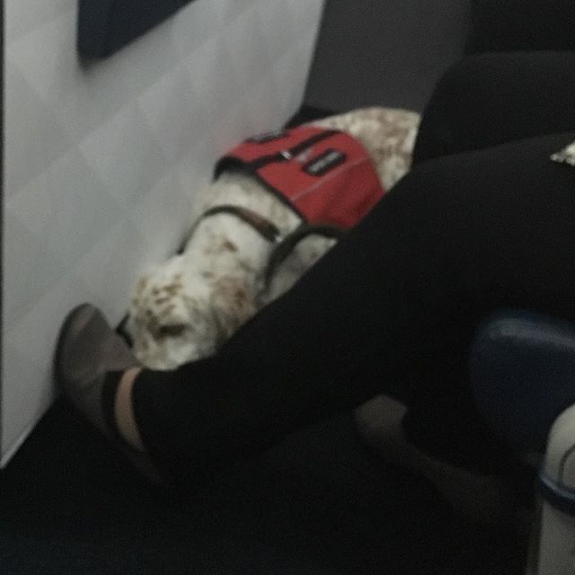 Service dog on flight to NYC. Slept the whole way.