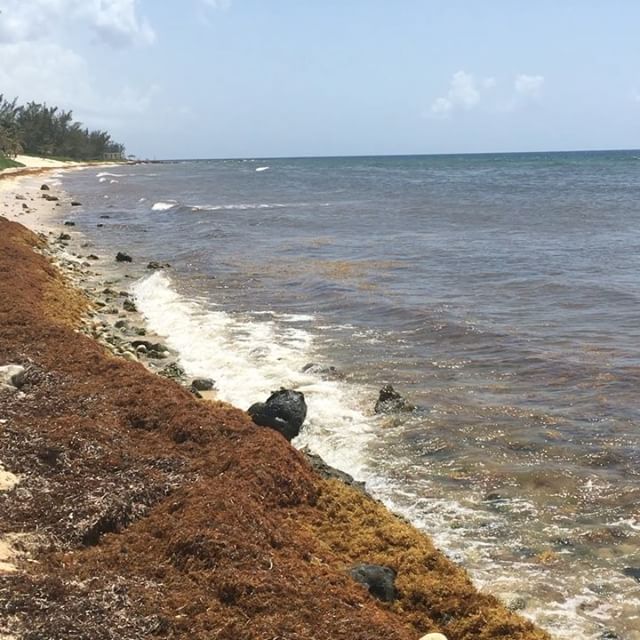 My private beach. #caymanislands #grandcayman